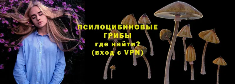 наркота  Новороссийск  Псилоцибиновые грибы Magic Shrooms 